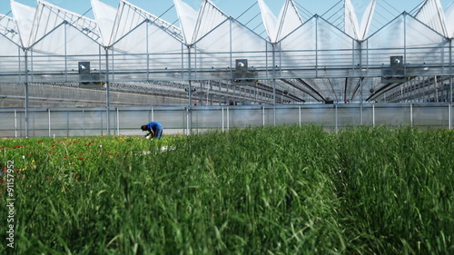 MS TU Man working in plant nursery / Salem, Utah, USA. photo