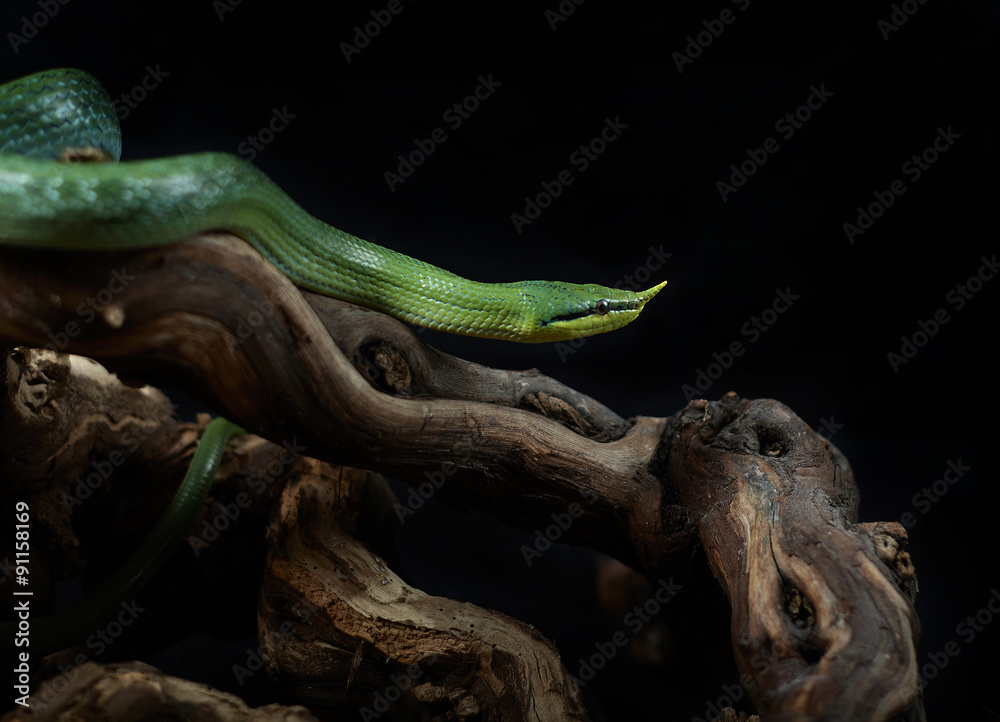 Obraz premium snake