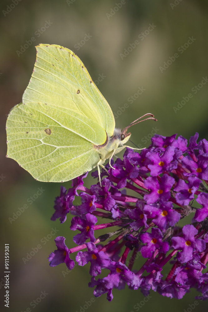 Common brimstone butterfly on Buddleja Common brimstone butterfly on Buddleja