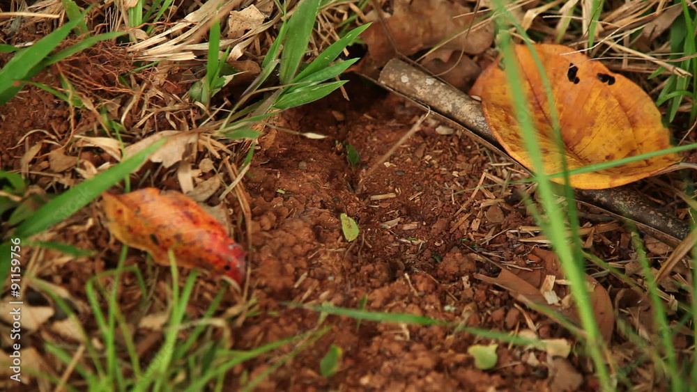 Worker ants carrying leaves Worker ants carrying leaves