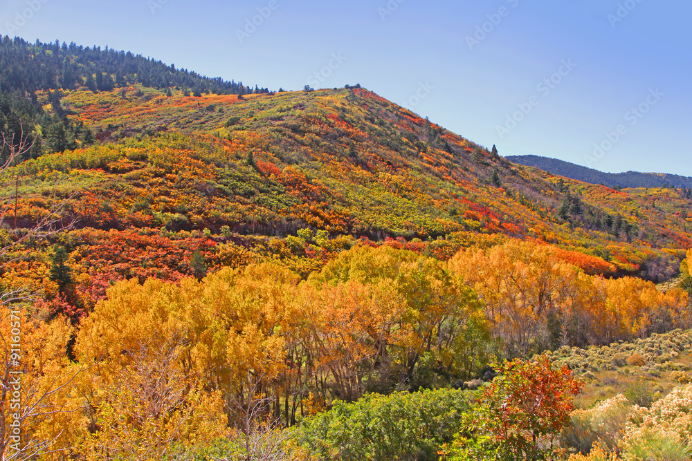 Autumn in Colorado