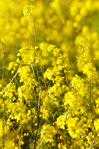 Yellow Mustard Field Background Macro