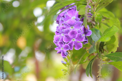 Flowers in thailand photo