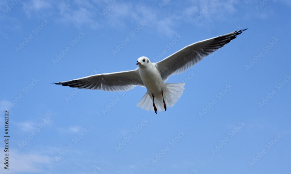 Obraz premium Чайка