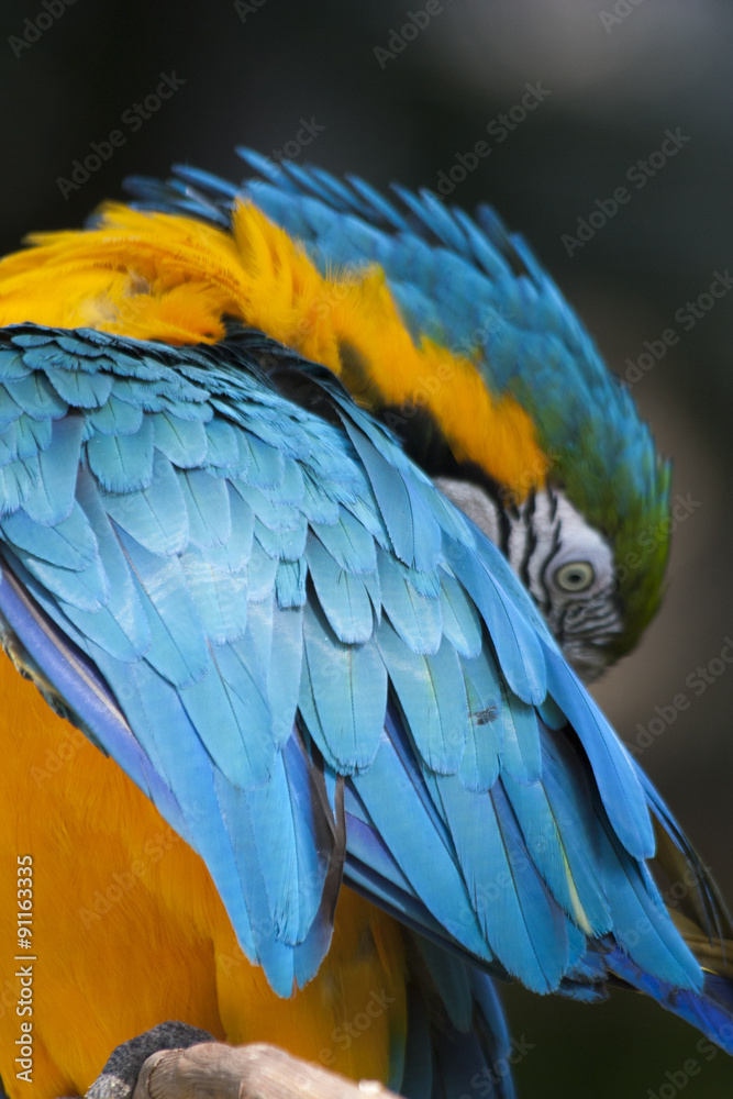 Obraz premium Beautiful Macaw Parrot, Guacamaya, Ara ararauna portrait in the wild, Yumka Park, Mexico, Tabasco, Villahermosa. 