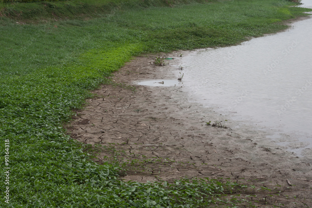 Obraz premium Drought swamp covered by morning glory