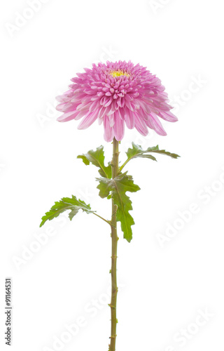 flower  pink  chrysanthemum