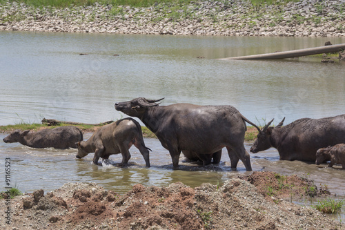 Buffaloes waking into the river