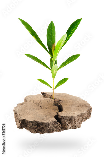 Plant Tree growing on a floating island on white