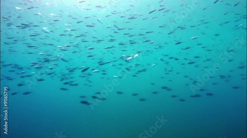 school of fish in the sea water