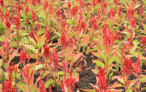 Obraz na płótnie Red Celosia argentea in the graden