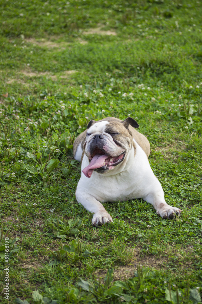 English bulldog portrait, laying in grass at park. Tongue out.
