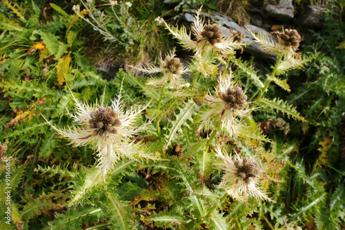 Closeup of Spiniest Thistle (Cirsium spinosissimum) growing in the dry rocky areas at Grossglockner, Hohe Tauern National Park, Austria photo