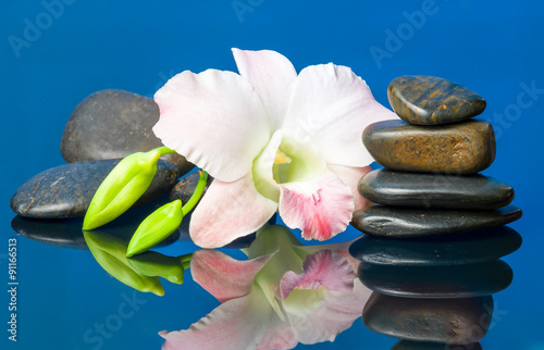 orchids and hot stones Wellness and Spa Image blue background