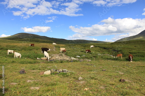 Cow Mountain Nature