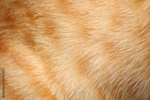 Fur cat background