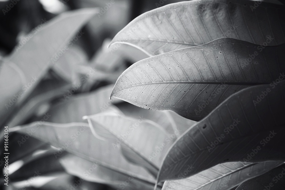 Obraz premium Leaves on tree