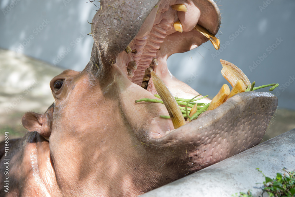 standing hippo open mouth