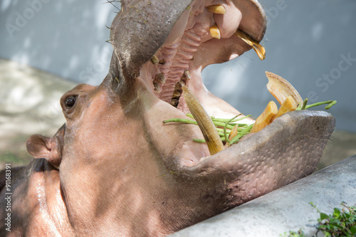 Obraz na płótnie standing hippo open mouth w salonie
