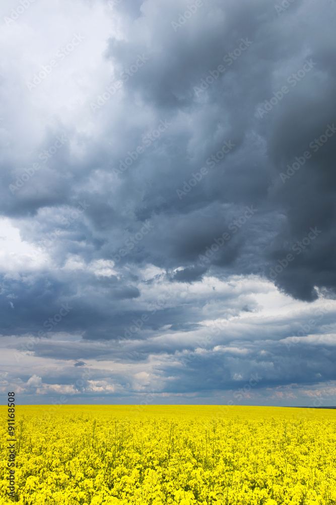 fields fields