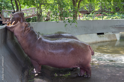 Hippo showing huge jaw and teeth