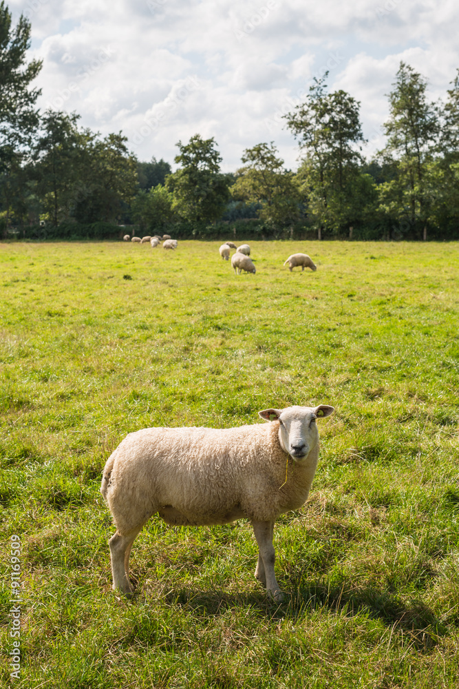 Obraz premium Curiously looking sheep in backlit