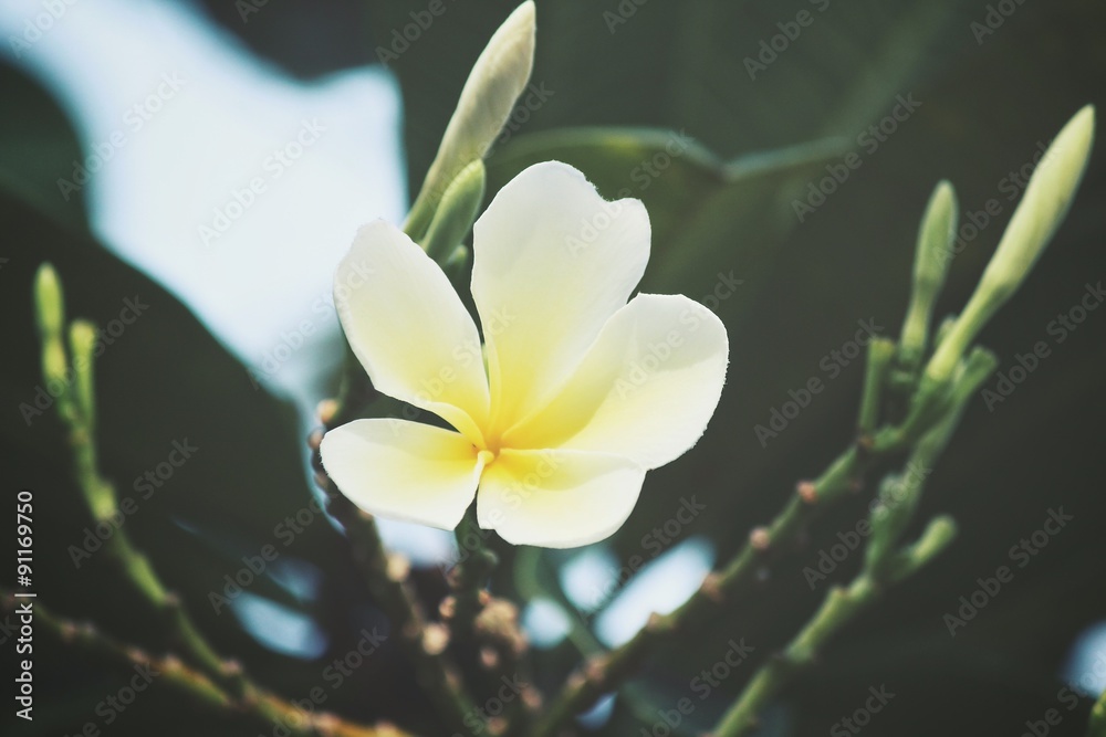 Fototapeta premium White frangipani flower on tree