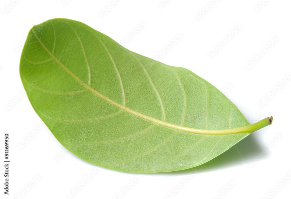 Obraz premium Citrus leave