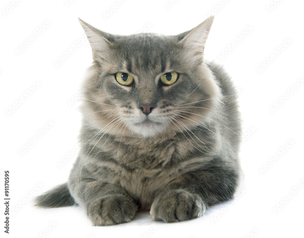 Obraz premium adult cat