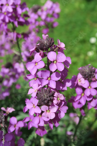 The beautiful purple flower Erysimum Bowles Mauve