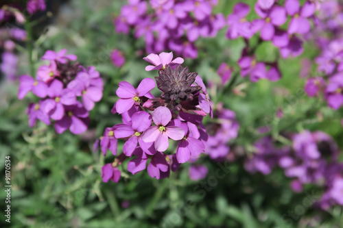 Fototapeta Naklejka Na Ścianę i Meble -  Close up of the Beautiful purple Erysimum Bowles Mauve