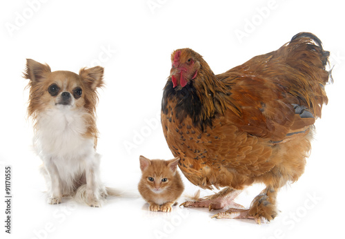 brahma chicken, chihuahua and kitten