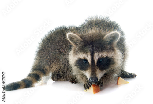 Fototapeta Naklejka Na Ścianę i Meble -  young raccoon eating apple