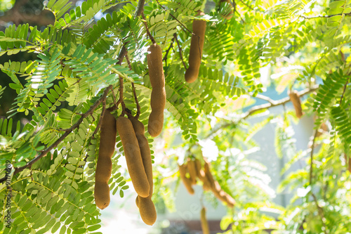 Tamarind photo