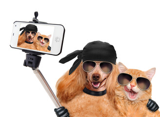 dog with cat taking a selfie together with a smartphone 