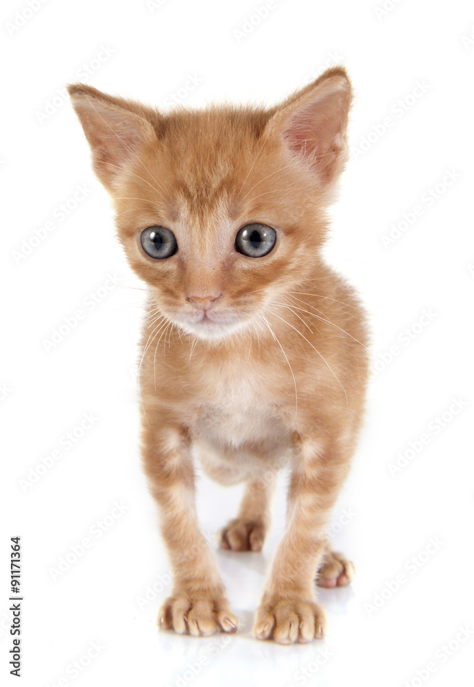 Obraz premium ginger kitten