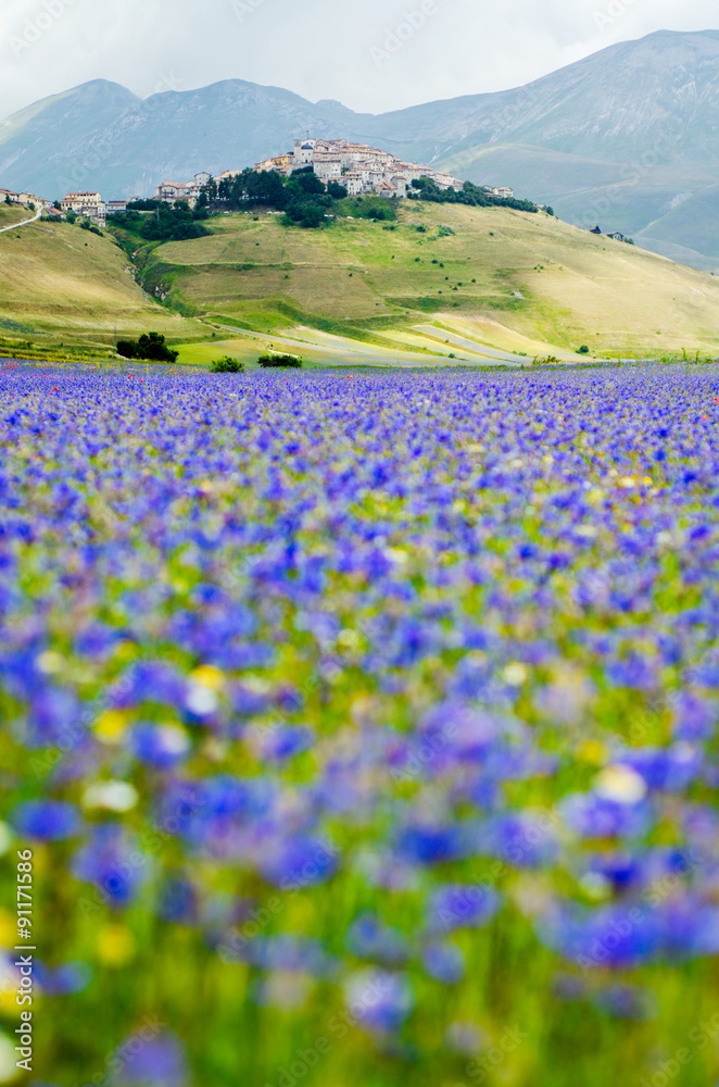 Fototapeta premium Castelluccio di Norcia, pian grande, Italy