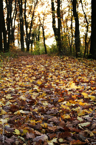 Waldweg mit Herbstlaub; Niederösterreich