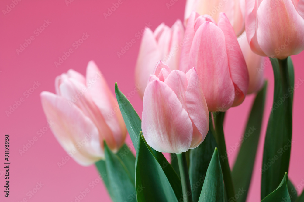 Fototapeta premium Tulipan