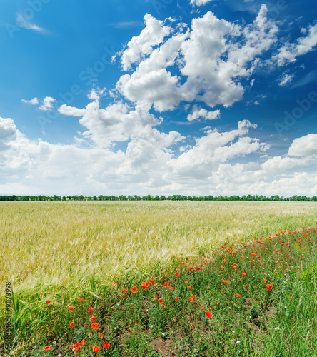 white clouds in blue sky over green field with red poppies