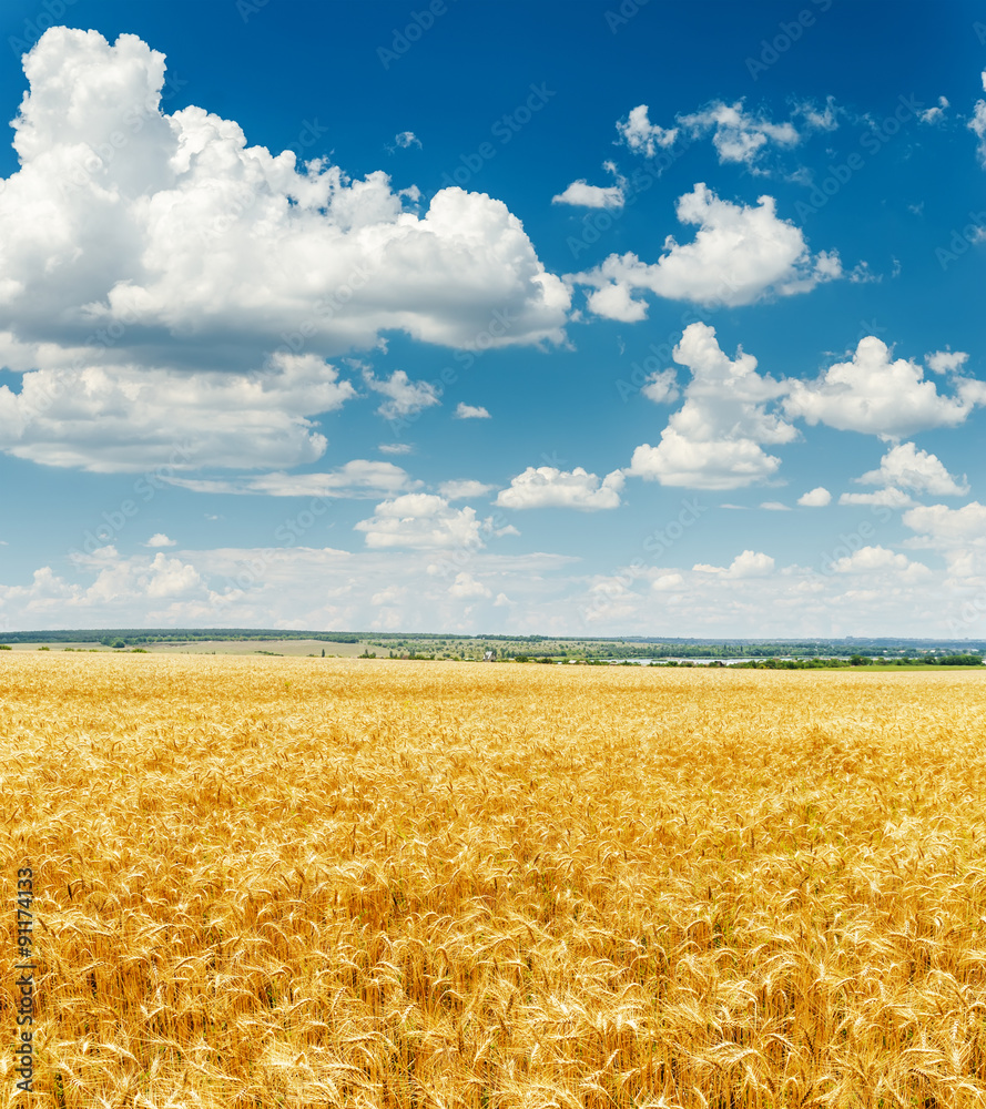 agriculture field with golden harvest and clouds in blue sky agriculture field with golden harvest and clouds in blue sky