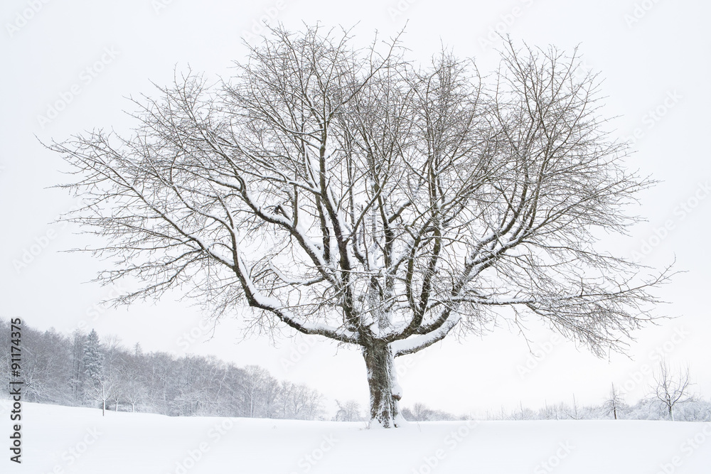 Ein Baum steht einsam in der kalten verschneiten Landschaft.