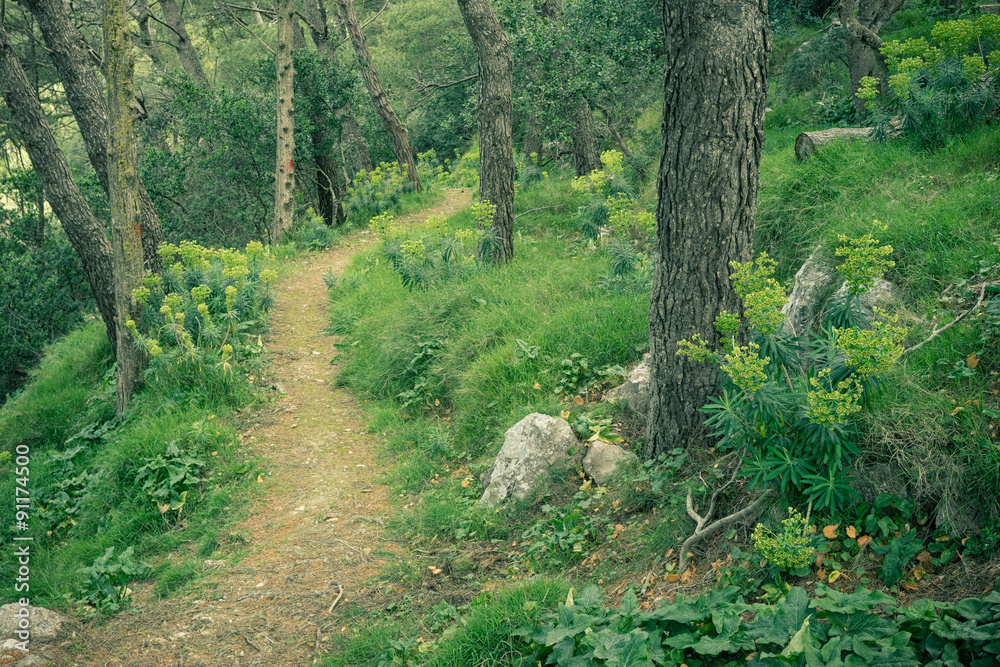 Naklejka premium Ein schmaler Pfad zieht sich durch den Wald.