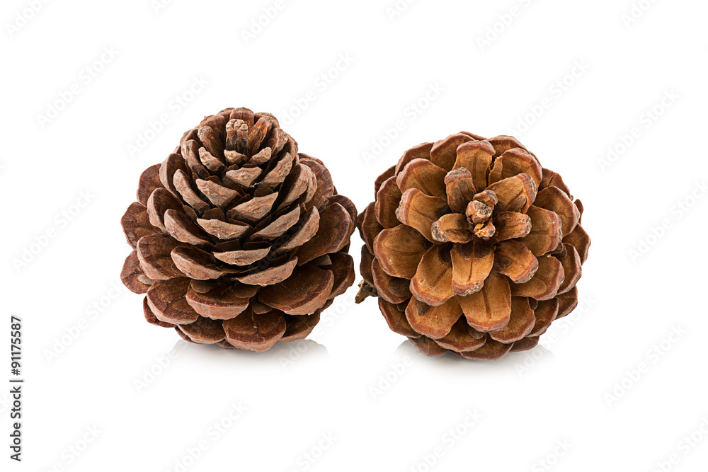cones various coniferous trees isolated on white cones various coniferous trees isolated on white