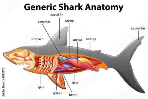 Generic shark anatomy chart photo