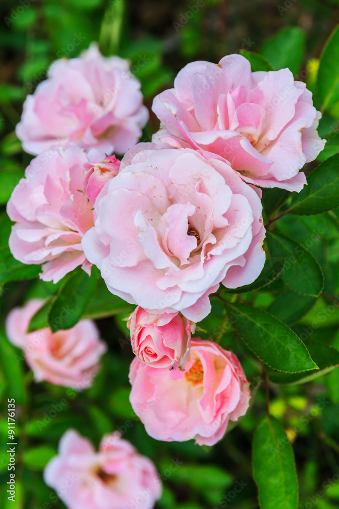 Pink roses