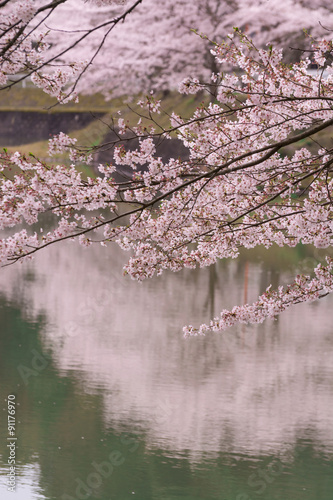 桜