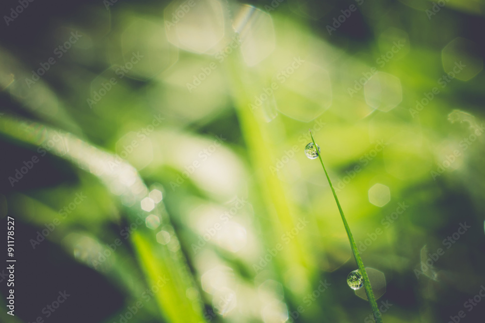 Grass Background Shallow Dof Retro