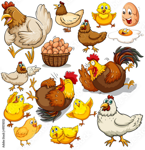 Chicken and fresh eggs