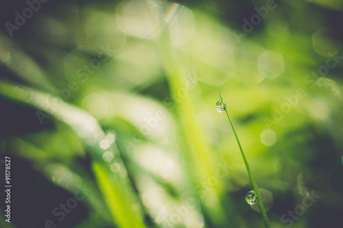 Grass Background Shallow Dof Retro © AnnaPa